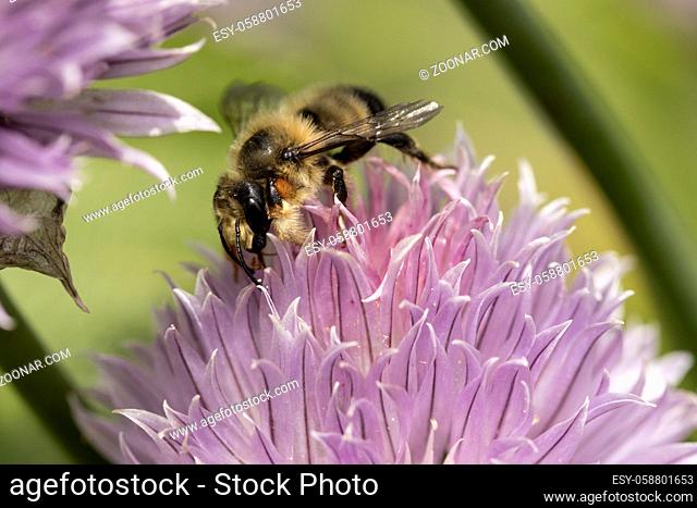 A honeybee gathers pollen from a pink flower in north Idaho