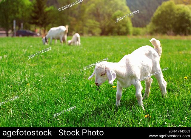 Youg white goat kid grazing on spring meadow, eating some green leaves