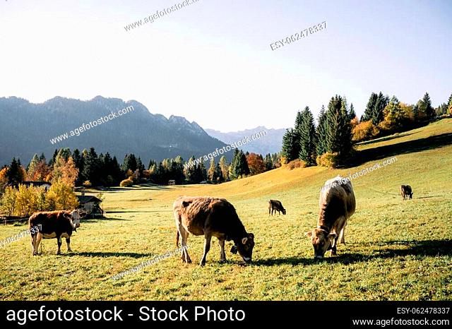 Cows in italian Dolomite Alps at autumn time. Piereni in Val Canali, Paneveggio natural park, Trentino, Dolomites, Italy. Landscape photography