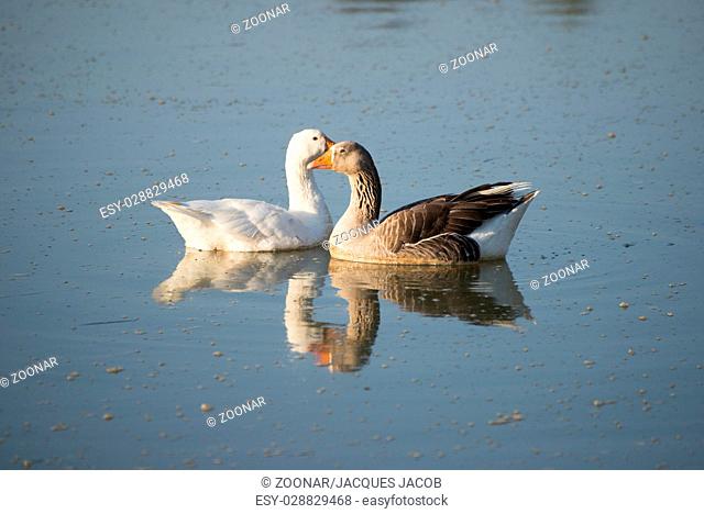 Two geese on the river
