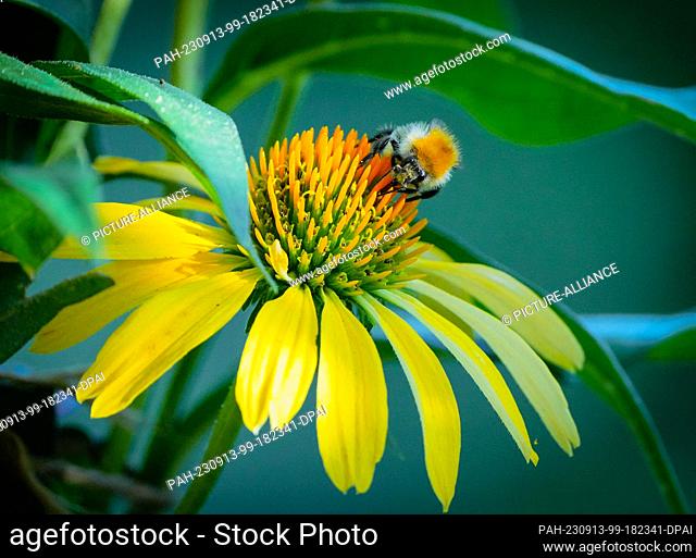 10 September 2023, Brandenburg, Oranienburg: A bumblebee crawls over a mock coneflower ""Sunrise"" (Echinacea) growing in a garden