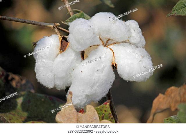 Cotton is a soft, fluffy staple fiber that grows in a boll, or protective capsule, around the seeds of cotton plants of the genus Gossypium in the family of...
