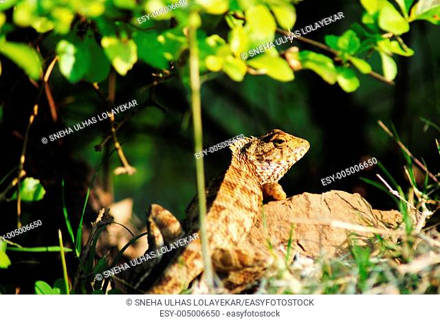 Changeable Lizard, Poona, maharashtra, India