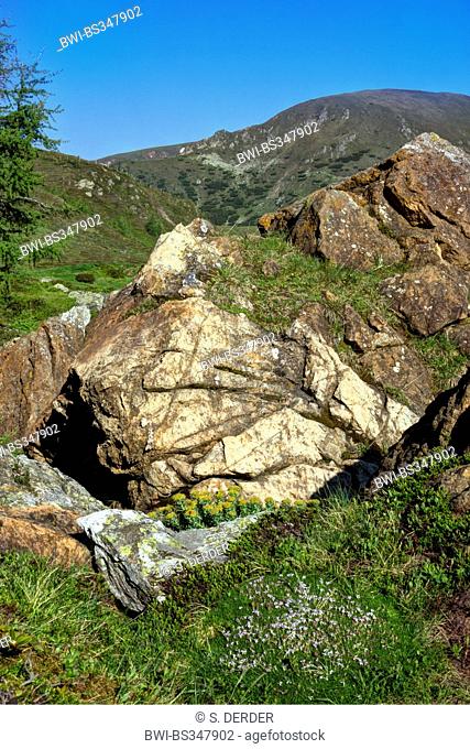 rock with rose root and moss campion, Austria, Kaernten, Nockberge National Park