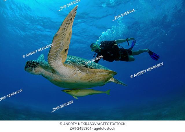 Diver swims next to green sea turtle (Chelonia mydas) Red sea, Marsa Alam, Abu Dabab, Egypt