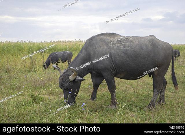 ORLOVKA VILLAGE, RENI RAION, ODESSA OBLAST, UKRAINE - SEPTEMBER 01, 2020: Water buffalo grazing in the meadow