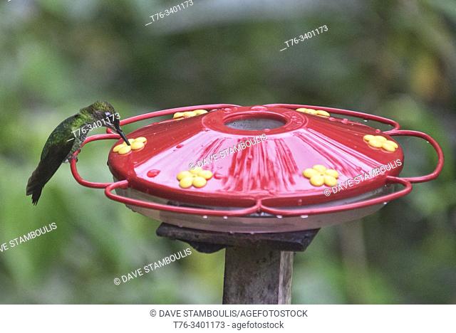 Glittering-throated Emerald hummingbird (Amazilia fimbriata), Copalinga, Podocarpus National Park, Zamora, Ecuador
