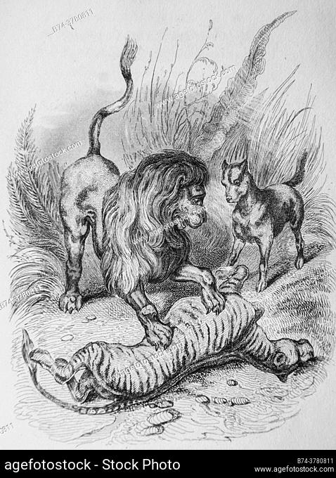 la educación del león, fábulas florianas ilustradas por victor adam, editor delloye, desme 1838