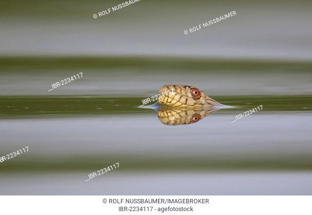 Diamondback water snake (Nerodia rhombifer rhombifer), adult swimming in lake, Dinero, Lake Corpus Christi, South Texas, USA