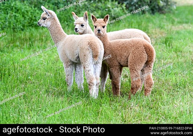 02 August 2021, Brandenburg, Strubensee: Three alpaca foals stand together in the pasture on the premises of the alpaca breeding ""Alpaca nigra"" in Strubensee...