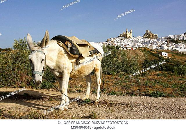 Donkey, Olvera, Nuestra Señora de la Encarnación church (neo-classical, 19th century), Cádiz province, Andalusia, Spain