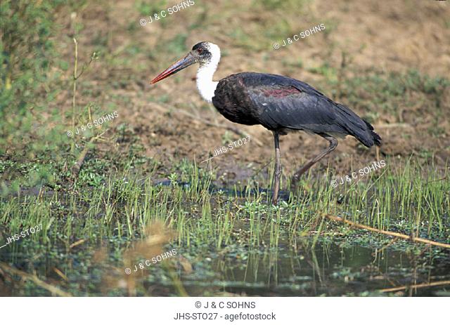 Woolnecked Stork , Ciconia episcopus , Mkuzi Game Reserve , South Africa , Africa , adult at water