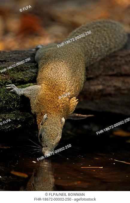 Grey-bellied Squirrel Callosciurus caniceps adult, drinking from forest pool, Kaeng Krachan N P , Thailand, february