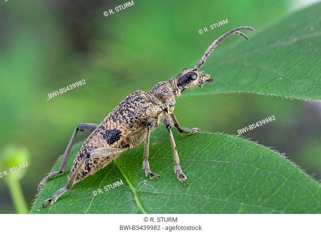 Blackspotted pliers support beetle, Oak longhorn beetle (Rhagium mordax), sitting on a leaf, Germany, Bavaria