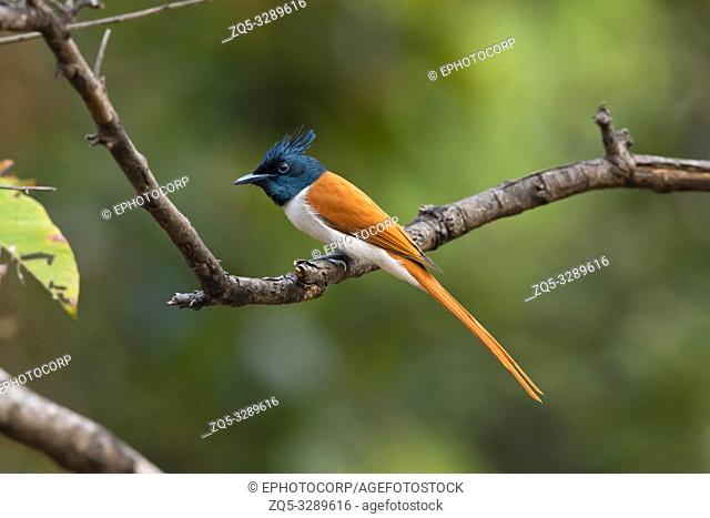 Asian paradise flycatcher, Terpsiphone paradisi, male, Pune, Maharashtra, India