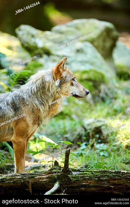 European wolf, Canis lupus lupus, forest, Hesse, Germany, Europe