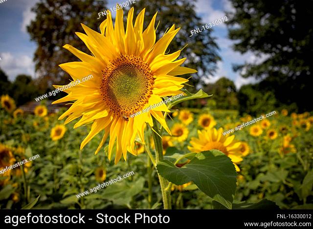 Sunflower field, Halstenbek, Kreis Pinneberg, Schleswig-Holstein, Germany, Europe