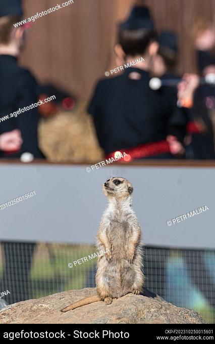Contact Zoo with a focus on farm animals in Zelcin. In the photo dated October 22, 2023, a local meerkat watches over a performance by the DaSty majorette group