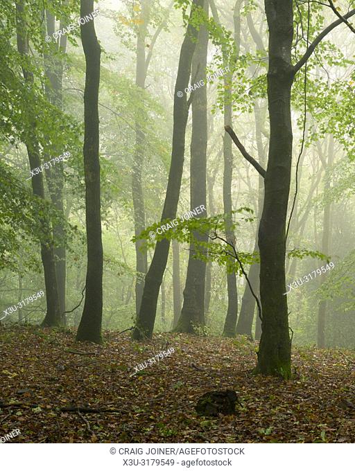 A misty broadleaf woodland in autumn at Dowsborough in the Quantock Hills, Somerset, England