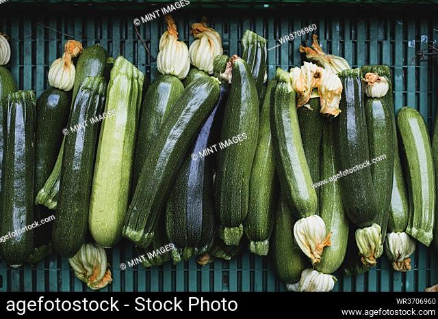 High angle close up of freshly picked courgettes