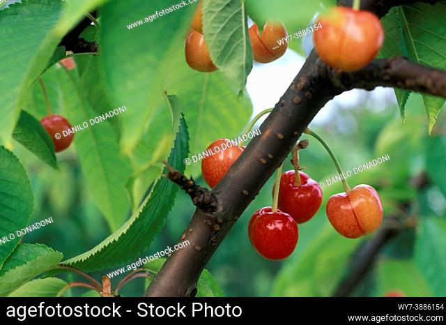 cherry fruits, marostica, italy