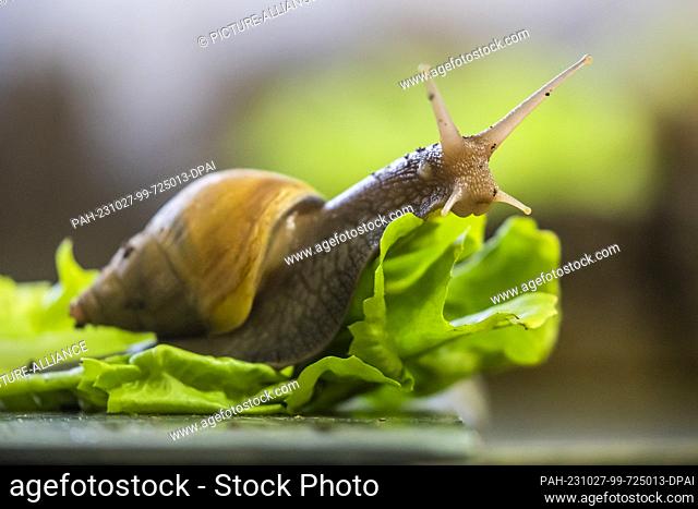 PRODUCTION - 27 October 2023, Berlin: A Great Agate Snail (Lissachatina fulica) crawls on a lettuce leaf in the breeding area of the Aquarium Berlin