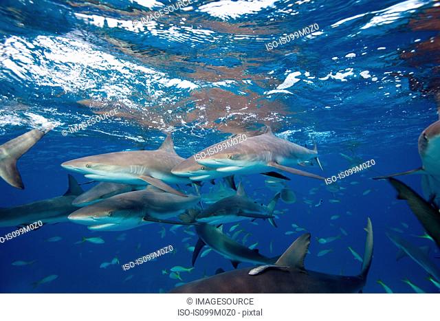Frenzy of Caribbean Reef Sharks