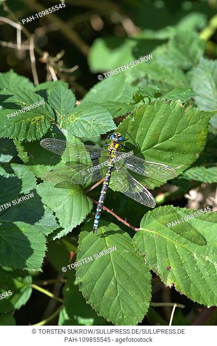 A male blue-green mosaic damsel (Aeshna cyanea), a species of the noble dragonfly family (Aeshnidae), which is the suborder of the great dragonfly (Anisoptera)...