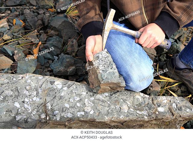 Person holding rock containing shell fossils, Bulkley Valley, British Columbia