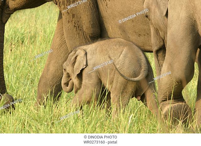 Asiatic Elephant Elephas maximus , mother with young calf , Corbett Tiger Reserve , Uttaranchal , India