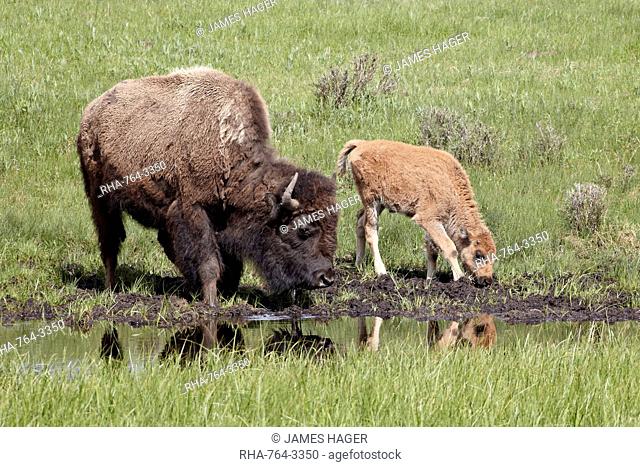 Bison Bison bison cow and calf drinking, Yellowstone National Park, Wyoming, United States of America, North America