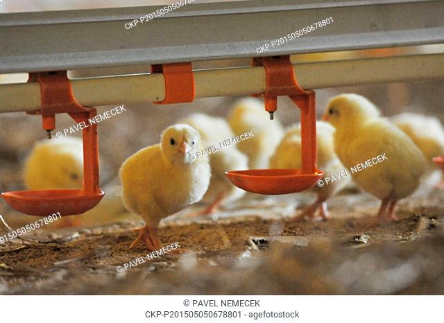 Chicken farm Horsov which belongs to Drubezarsky zavod Klatovy in Horsov, Czech Republic, May 5, 2015. Breeding there follows welfare rules