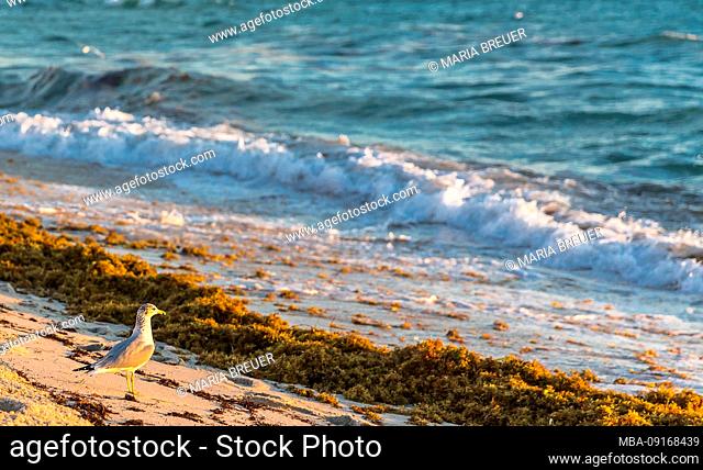 Seagull, Sunrise, Miami Beach, Florida, USA, North America