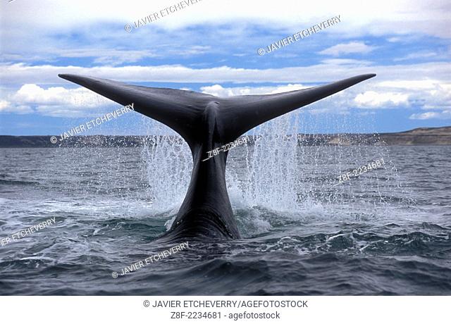 Right Southern Whale in Peninsula Valdes (Eubalaena Australis), Province of Chubut, Patagonia, Argentina
