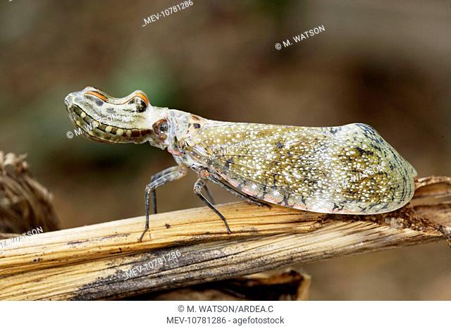 Lanternfly / 'Peanut-head Bug' / 'Alligator Bug' (Fulgora laternaria)