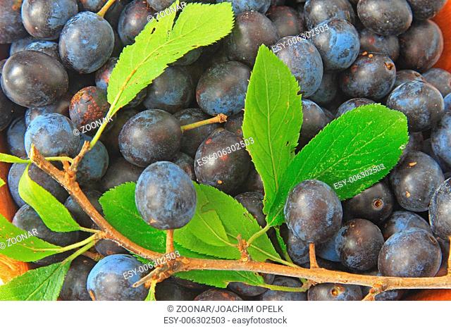 Sloes - Fruits of blackthorn