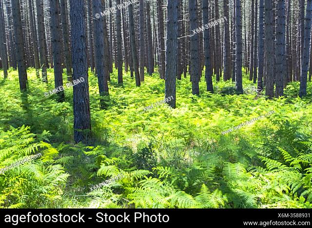 Pine trees forest and ferns. Gorbeia Natural Park. Alava, Basque Country, Spain, Europe