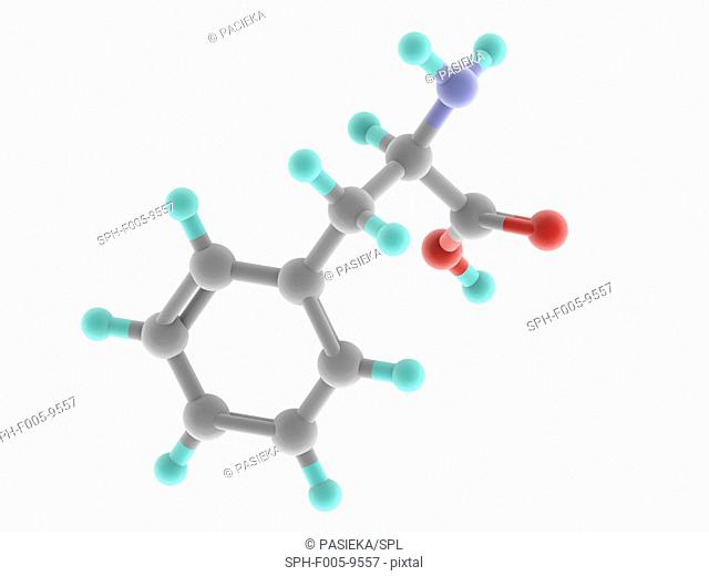 Phenylalanine, molecular model. Essential alpha-amino acid, one of the 20 common amino acids used to form proteins. Atoms are represented as spheres and are...