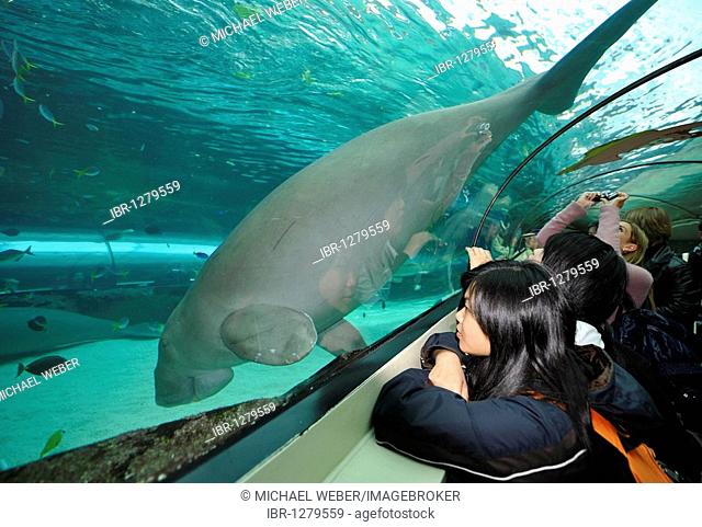 Dugong (Dugong dugong), visitors, in an acrylic tunnel, large display aquarium, Sydney Aquarium, Sydney, New South Wales, Australia