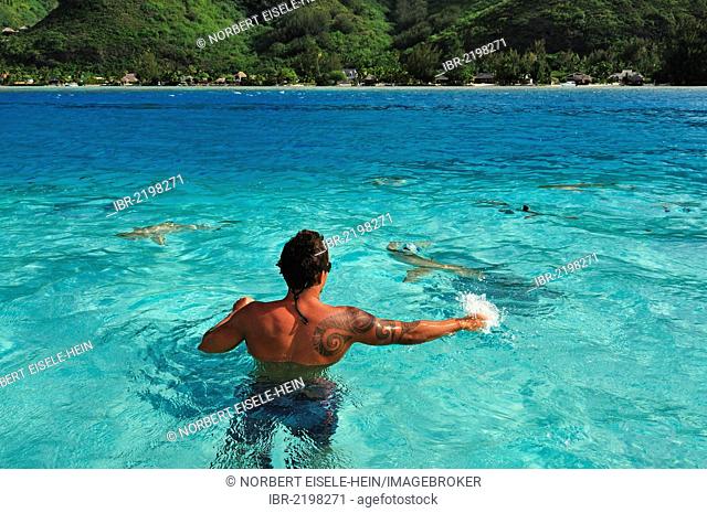 Man swimming with a stingray (Dasyatis sp.), Stingray World, Hauru Point Moorea, Windward Islands, Society Islands, French Polynesia, Pacific Ocean