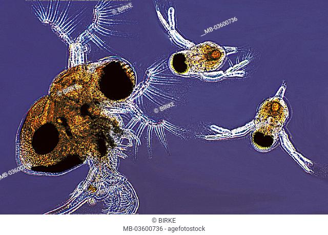 Microscope reception, predatory water flea, Polyphemus pediculus