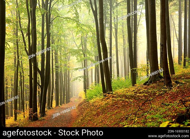 A trail among beech trees through an autumn forest in a misty rainy weather, Bischofskoppe Mountain, October, Poland