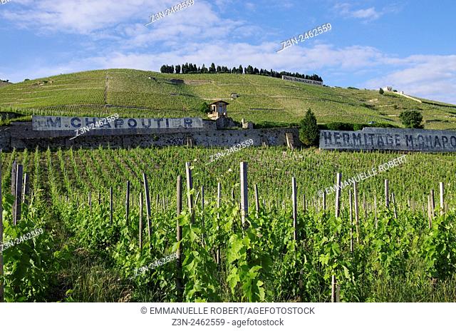 Vineyard, French wine, wine industry , Chapoutier Hermitage wine, Tain l'hermitage, Drome, Rhone ALpes, Rhone Valley, France, Europe
