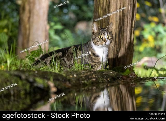 France, Brittany, Ille et Vilaine, Domestic cat near a stump
