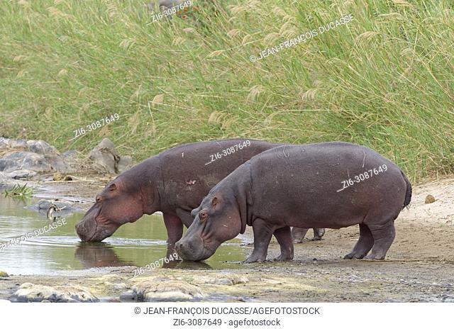 Hippopotamuses (Hippopotamus amphibius) drinking water at the Olifants River, Kruger National Park, South Africa, Africa