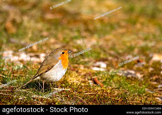 Robin sitting in moss and grass on the ground, copy space on top and right side, Jomfruland in Norway
