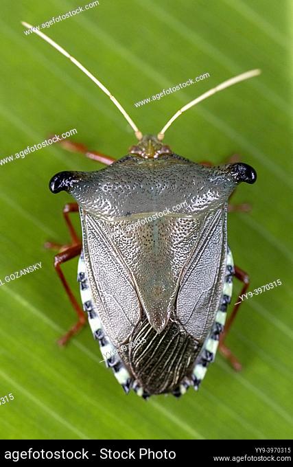 Stink bug or shield bug (Edessa sp. ) - La Laguna del Lagarto Eco-Lodge, Boca Tapada, Costa Rica