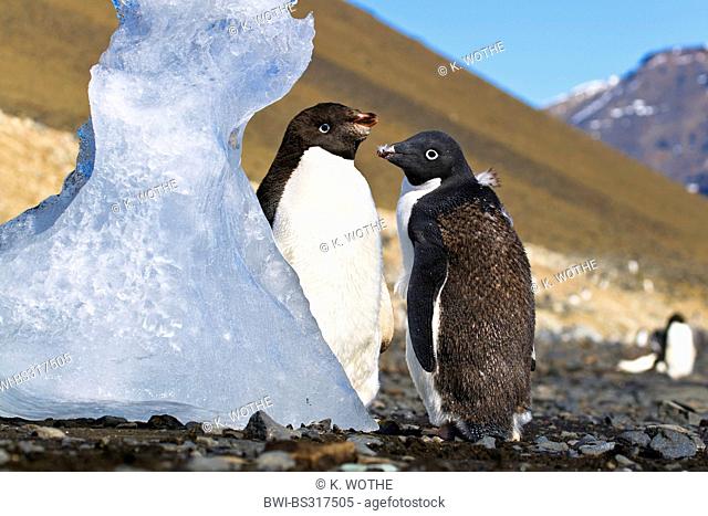 adelie penguin (Pygoscelis adeliae), two young Adelie Penguins moulting, Antarctica, Devil Island
