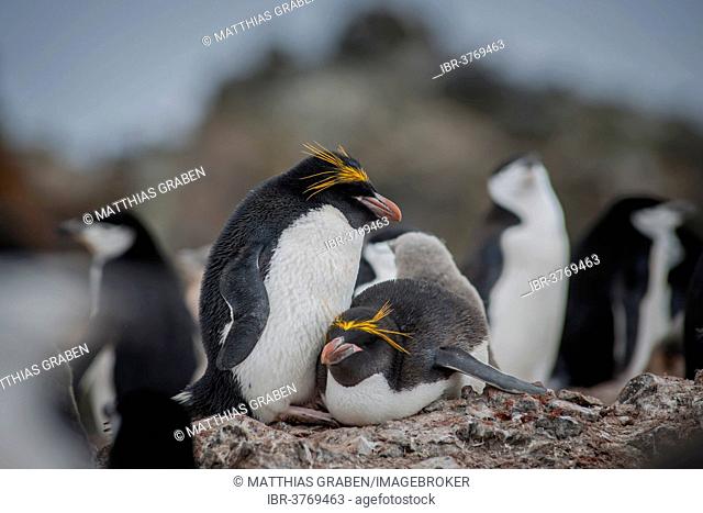 A pair of Macaroni Penguins (Eudyptes chrysolophus) breeds in a colony of Chinstrap penguins (Pygoscelis antarctica), Hannah Point, Livingston Island