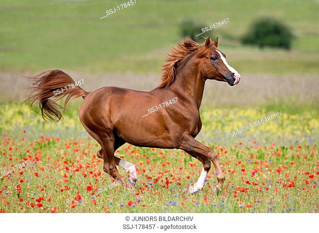 Arab Horse, Arabian Horse. Chestnut stallion galloping on a meadow